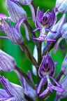 Orchis militaire (A7-07897 v2)