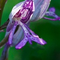 Orchis militaire (A7-07864 v2)