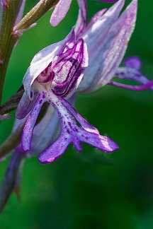 Orchis militaire (A7-07864 v2)