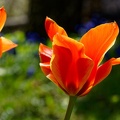 Tulipe (A7-08949 v1)