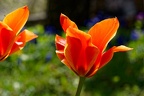 Tulipe (A7-08949 v1)