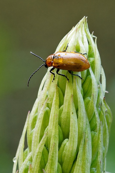 Non identifié 'A7-09283 v4)